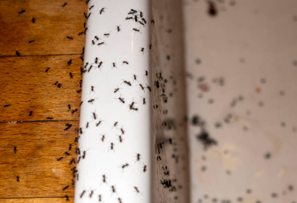 Pest Control for Restaurants in Iron Mountain, MI